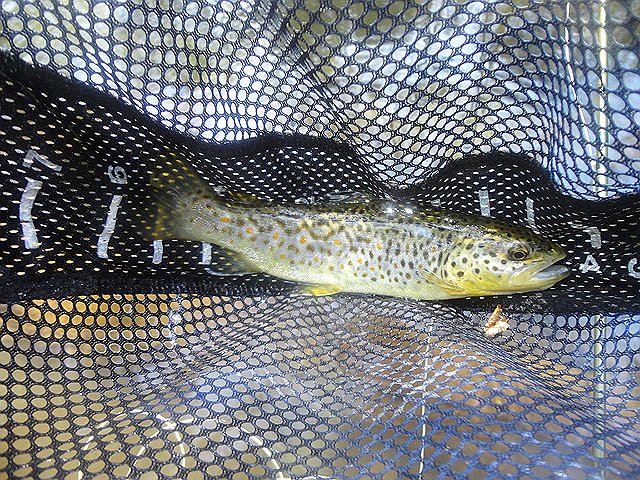 DSC01494.jpg -                                First brown of the day...on a grey