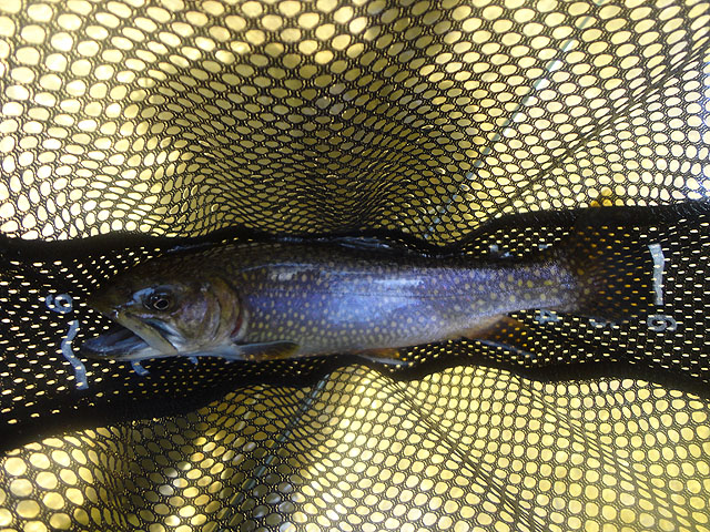 DSC01501.jpg -                                Nice 12 inch brookie.