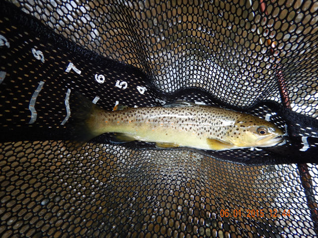 DSCN0403.jpg -                                This was the brown he got...a nice 11 incher.