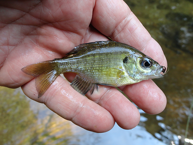 DSC00132001.jpg - Caught a few of these...In Clarks????