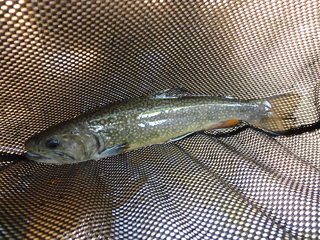 DSC00133001.jpg - Got a few trout too