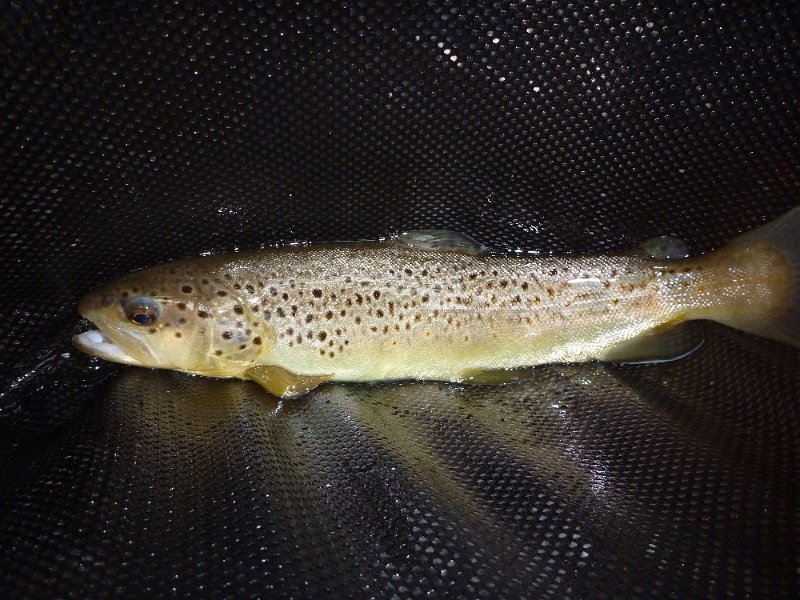 P1000024.JPG