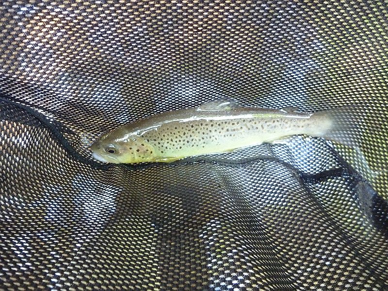 P1000081.JPG