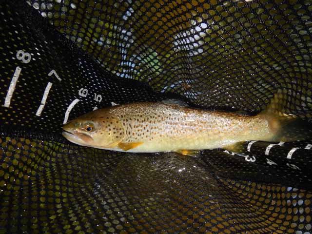 DSCN0120.jpg -                                Browns were plentiful and cooperative.