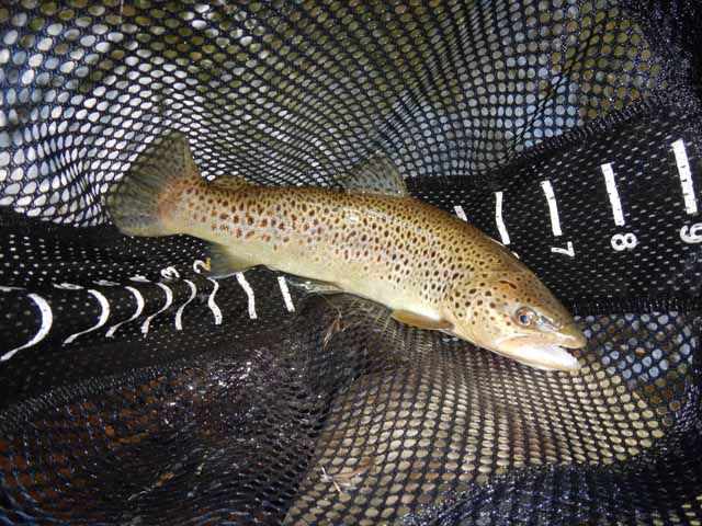 DSCN0125.jpg -                                Another nice one came to my net.