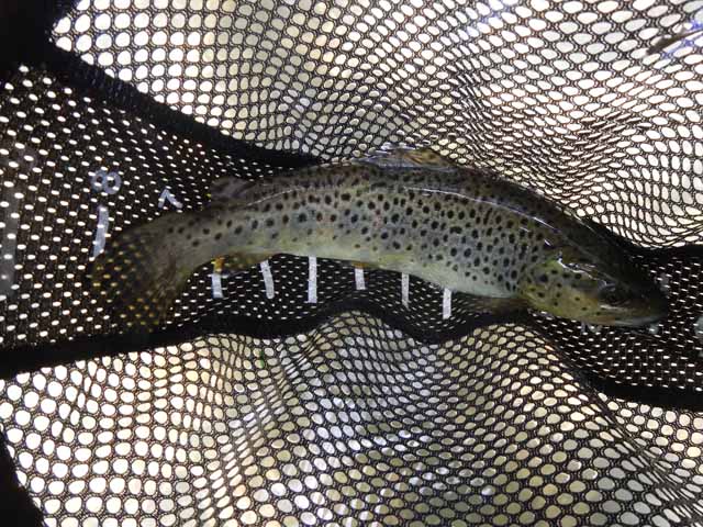 DSCN0127.jpg -                                Last fish of the day.