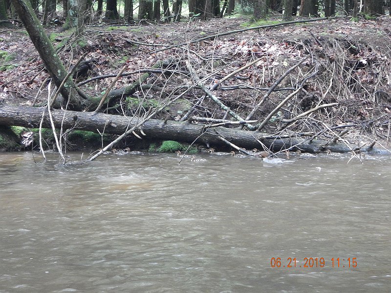 $Clarks4004$.jpg - This family of ducks didn't seem to mind the high water.