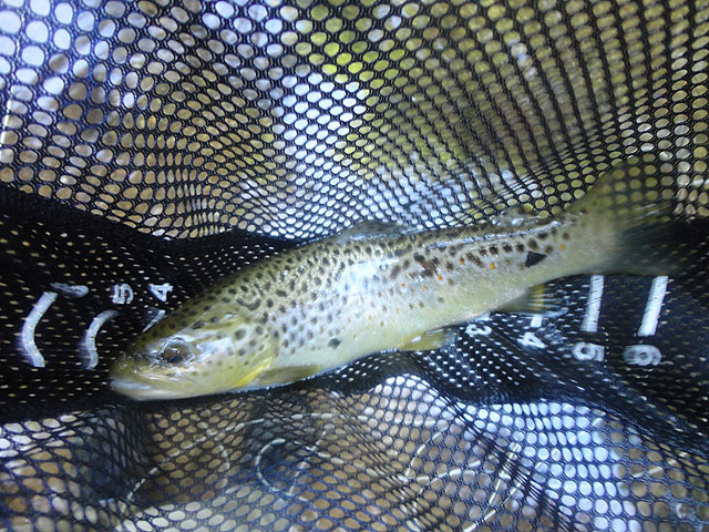 DSC01691.jpg -                                Another Brown