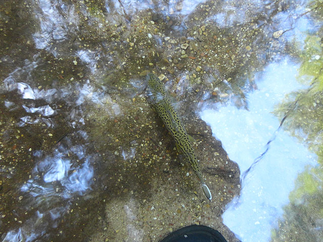 DSC01692.jpg -                                Fish lethargic - he didn't have the energy to move.