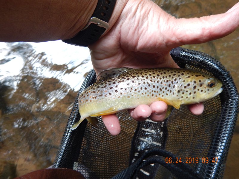 DSCN4370.JPG - Caught this brown on the first cast with a little used fly.
