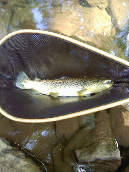 Brown.jpg - My hook jaw Brown.