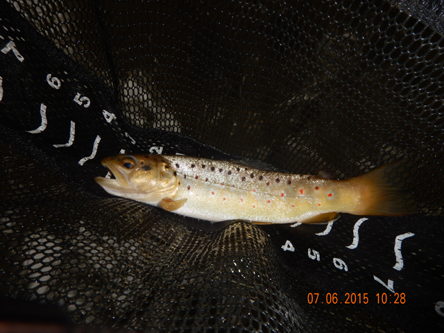 DSCN0523.jpg -                                
