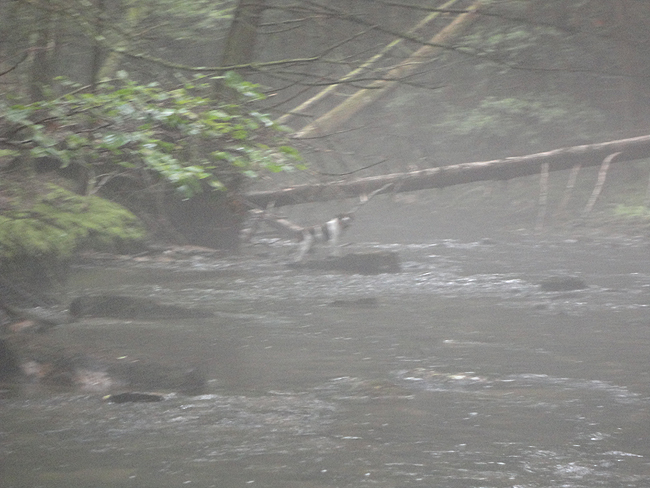DSC00217001.jpg
