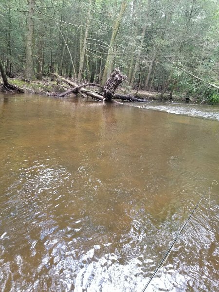 $Clarks Creek-014$.jpg - And, this is were that little guy was living.  Water here will probably be down in a week or so but unfortunately, the temps will be too high for trout fising.