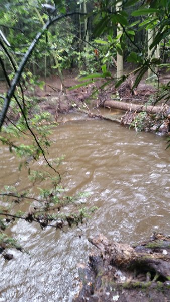 $Clarks Creek-015$.jpg - One of the pictures from a quick drive to the stream. Too high to fish.