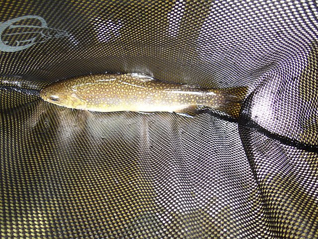 DSC01094.jpg -                               Gary's fish.