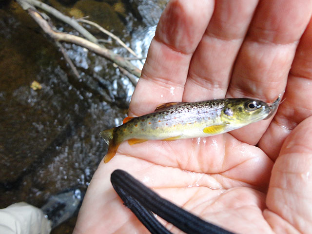 DSC01106.jpg -                                Caught a few stream bred fish as well.