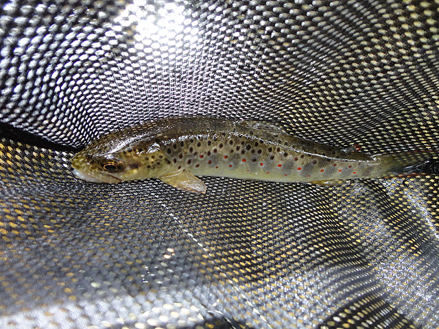 DSC01108.jpg -                                And a third.  Cool fish.