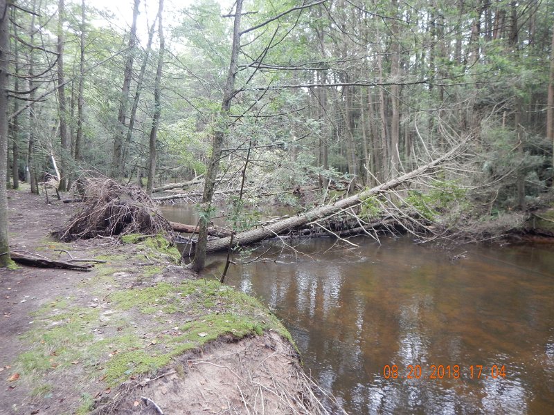 $Clarks Creek-002$.jpg - Another pic of the windfalls. Don't know what effect this will have on this section of the stream.