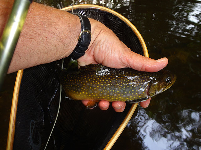 DSC01118.jpg -                                Only Brookie of the day.  They're getting fished out fast!