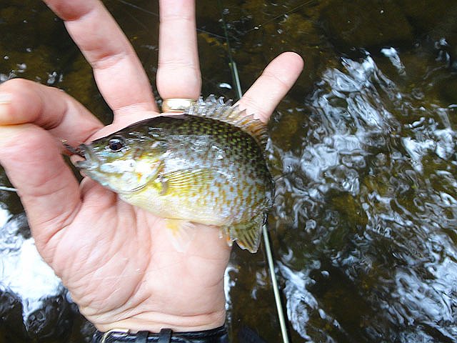 DSC01131.jpg -                                And caught a little Rock Bass.  Still on Clark Creek....