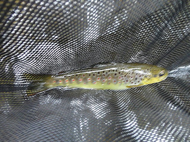 DSC01134.jpg -                             Ended the day with a small trout.  Too cool!  