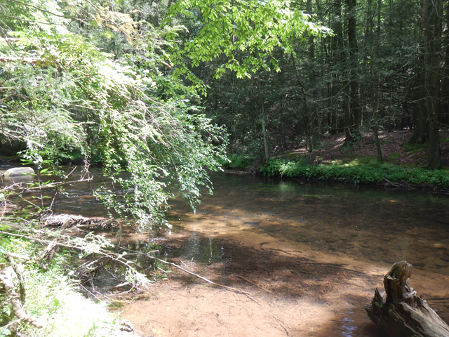 DSCN0431.jpg -                                Lots of changes in this are of the stream since I visited last.