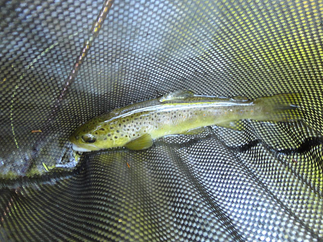 DSC01135.jpg -                                First one fish.....