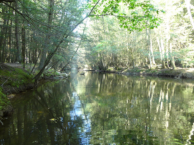 DSC01138.jpg -                                The stream is low and clear but still beautiful