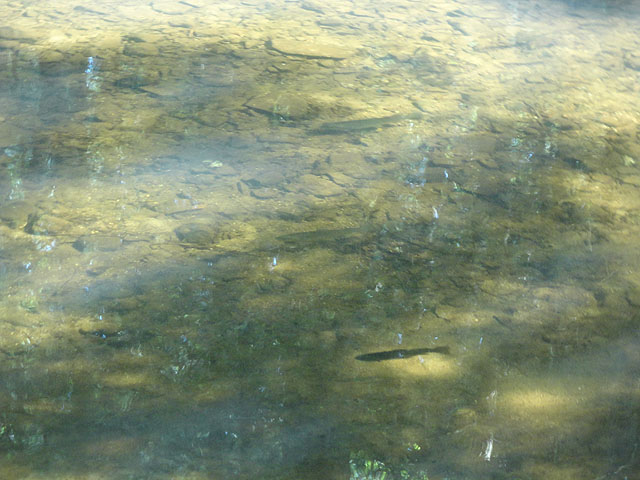 DSC01142.jpg -                                Any doubt that there are still fish here?
