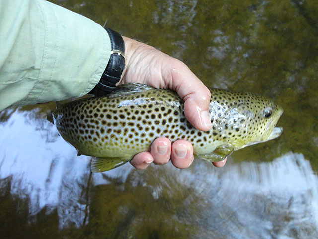 DSC01149.jpg -                                Here he is up close.  Cant get my hand around him and I have big hands!