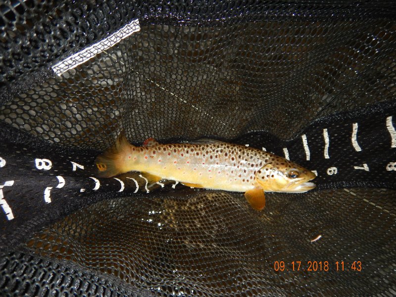 $ClarksCreek009$.jpg - Got this one in the stretch of stream in the previous pic.