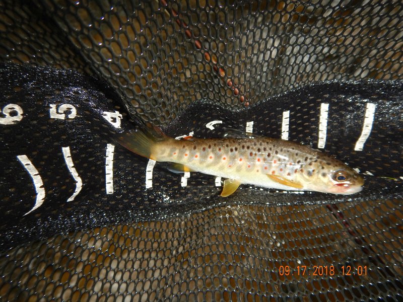 $ClarksCreek014$.jpg - What would a couple of hours on Clark Creek be without a stream bred brown.  Last fish of the morning.