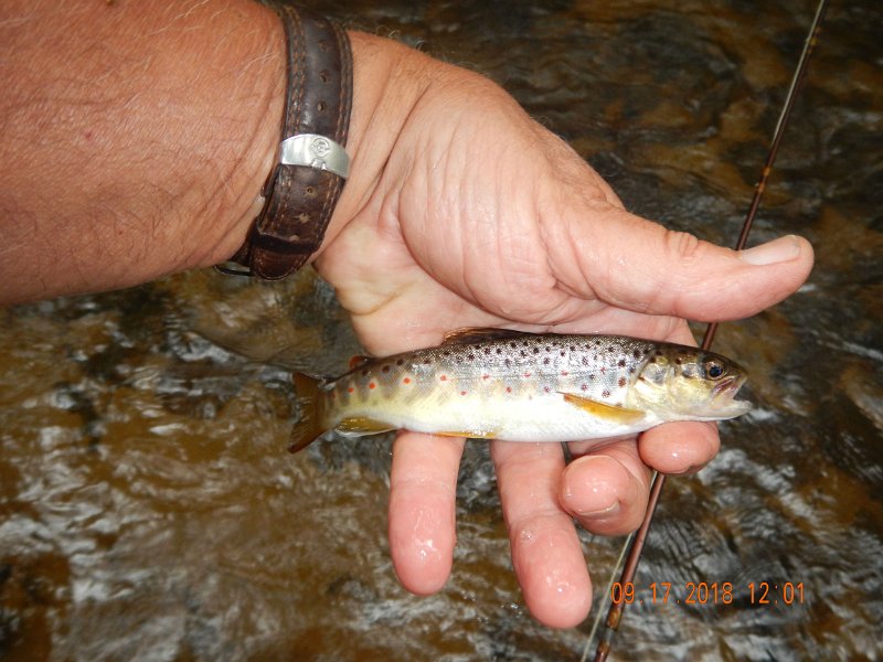 $ClarksCreek015$.jpg - Little better pic of the same fish.
