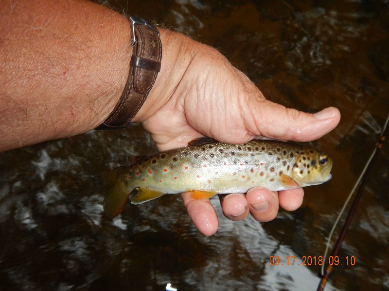 $ClarksCreek017$.jpg - First fish of the morning..a pretty brown.