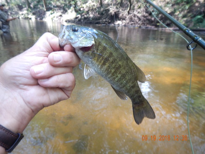 $ClarksCreek003$.jpg - Well, Well, Well....A smallie in Clarks, who'd of guessed.