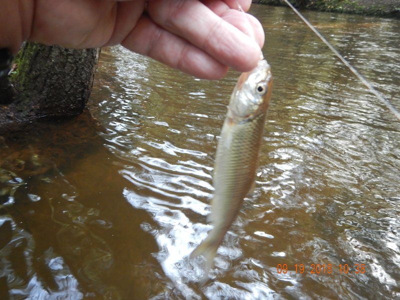 $ClarksCreek012$.jpg - We caught bunches of these chubs.  Junk fish only get one picture.
