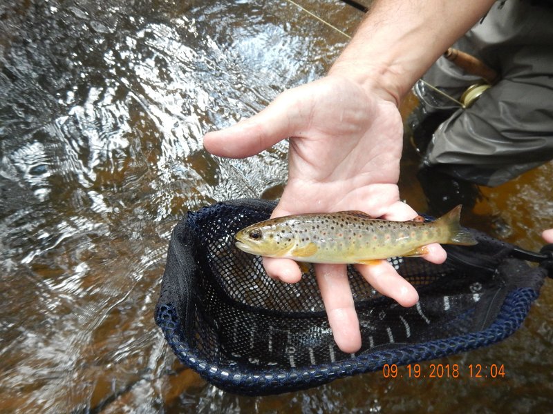 $ClarksCreek013$.jpg - Here's the first brown that Gary caught.