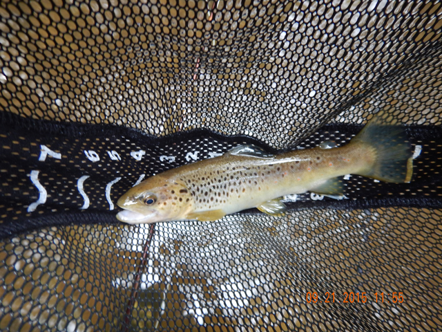 DSCN0615.jpg -                                Water is cooling and the stocked fish are starting to make themselves at home in this stream.