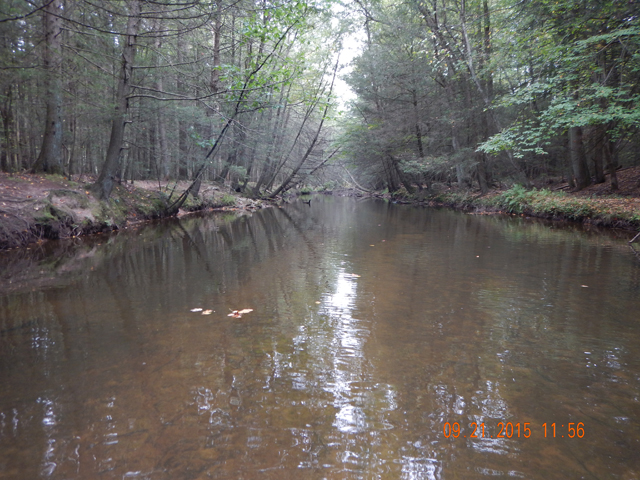 DSCN0617.jpg -                                Numerous windfalls are creating these long back ups.  At one time this was a free moving stream.
