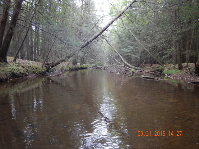 DSCN0623.jpg -                                The stream really needs some attention.  Falling trees are screwing up the regular stream flow.