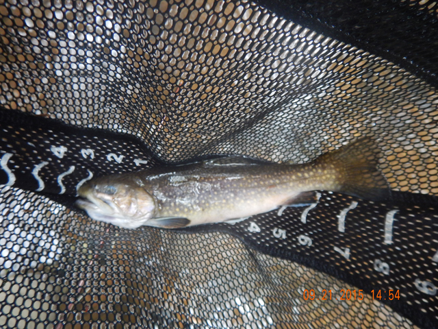 DSCN0628.jpg -                                I hit this brookie as we were leaving.  The pic doesn't do this fish justice.  She was really quite attractive.