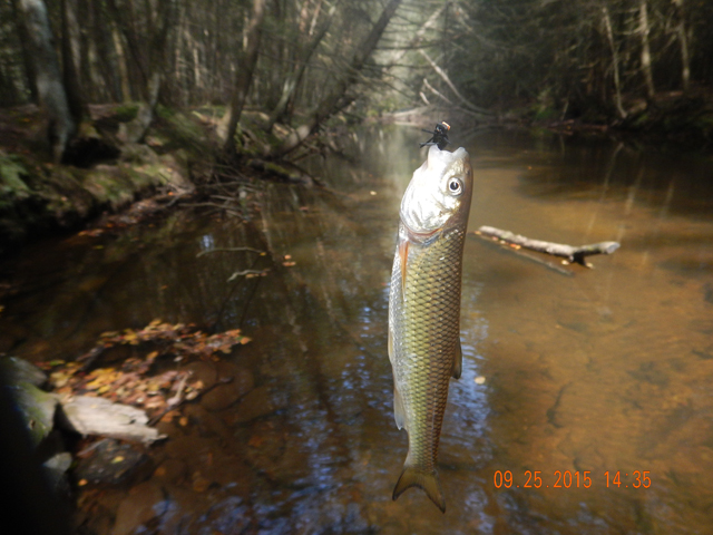 DSCN0630.jpg -                                Trout imposters...got a couple of these guys.