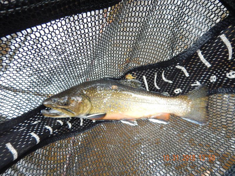 $Clarks002$.jpg - Then, I hooked into this beautiful brookie.