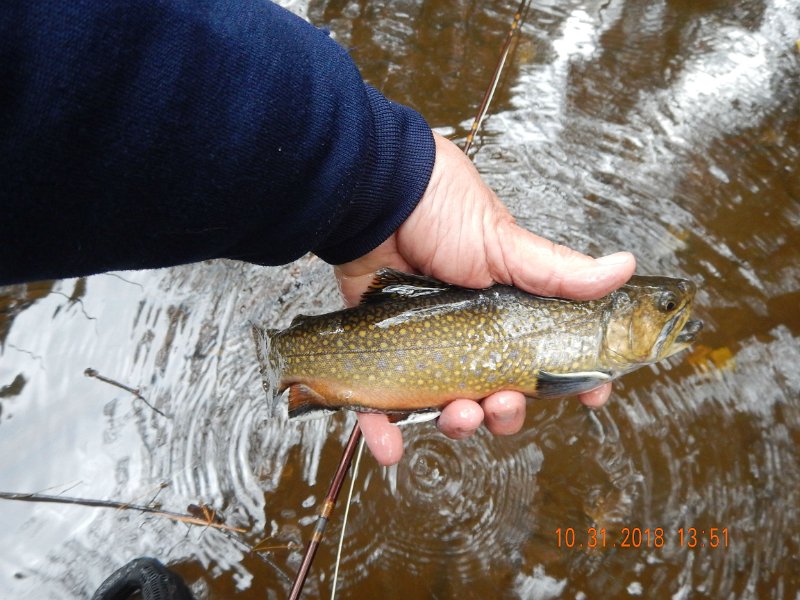 $Clarks003$.jpg - Here's a little better pic of the same fish.
