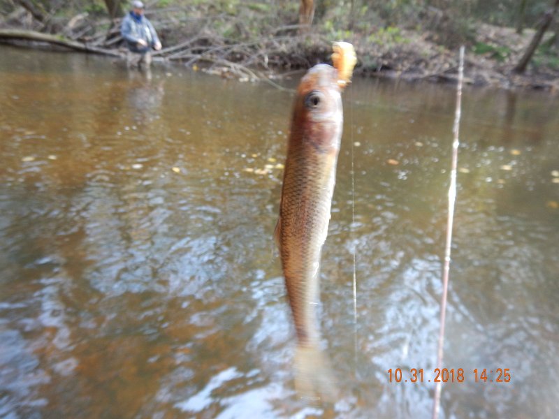 $Clarks011$.jpg - Here is the chub that last fish tried to eat.  Guess I saved his life.