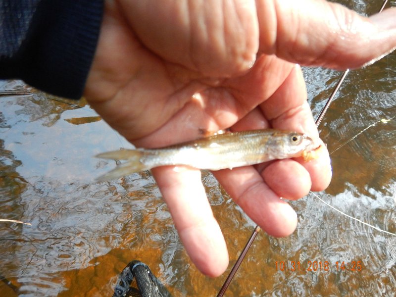 $Clarks012$.jpg - I released both fish so maybe I just gave hime a reprieve.