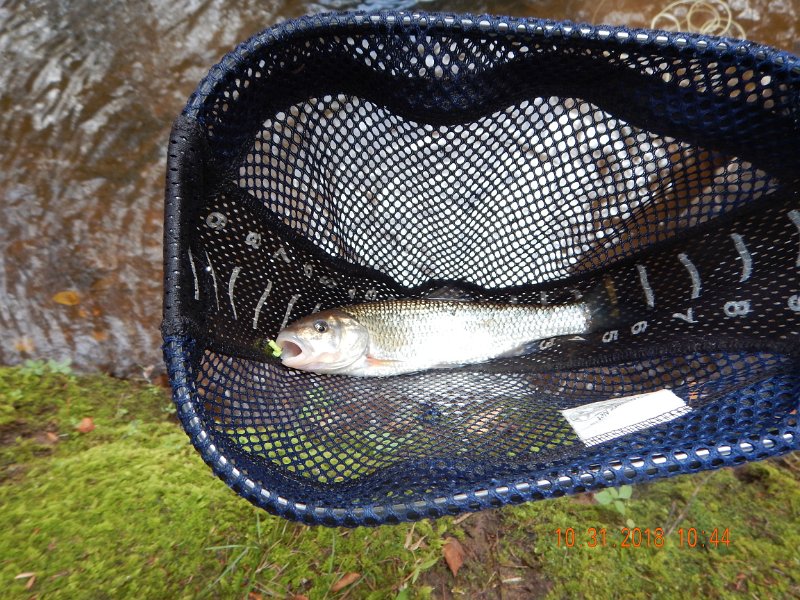 $Clarks014$.jpg - Gary struck first with this nice sized chub. Hey, it's a fish.