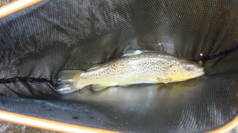 Trout2.JPG