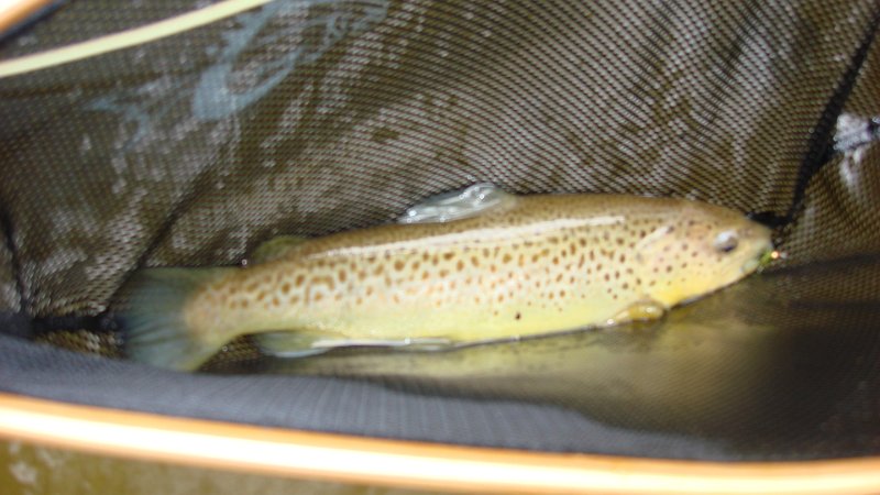 Trout4.JPG